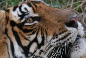 Ranthambore Tiger Safari with Golden Tringle Tour 7 Days