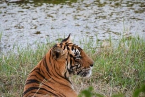 Ranthambore Tiger Safari with Golden Tringle Tour 7 Days