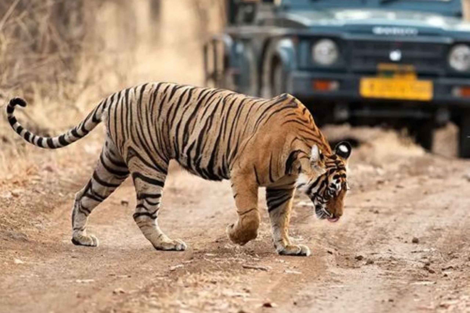 Ranthambore WildLife (tiger safari)Full Day Tour From Jaipur