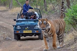 Ranthambore WildLife (tiger safari)Full Day Tour From Jaipur