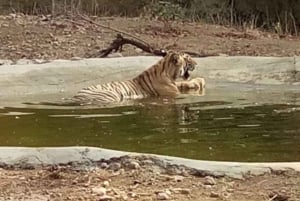 Ranthambore WildLife (tiger safari)Full Day Tour From Jaipur