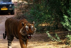 Ranthambore WildLife (tiger safari)Full Day Tour From Jaipur