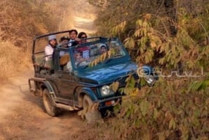 Ranthambore WildLife (tiger safari)Full Day Tour From Jaipur