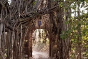 Ranthambore WildLife (tiger safari)Full Day Tour From Jaipur