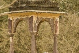 Ranthambore WildLife (tiger safari)Full Day Tour From Jaipur