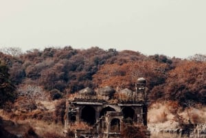 Ranthambore WildLife (tiger safari)Full Day Tour From Jaipur