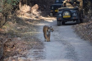 Same Day Ranthambhore WildLife Tour From Jaipur