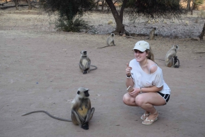 Same Day Ranthambhore WildLife Tour From Jaipur