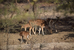 Same Day Ranthambhore WildLife Tour From Jaipur