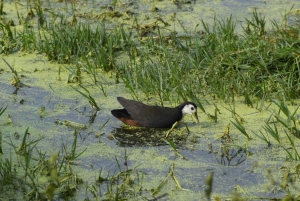 Same Day Ranthambhore WildLife Tour From Jaipur