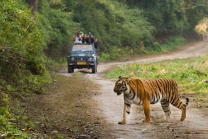Sariska & Jhalana Escape från Delhi: En dag, två safarier