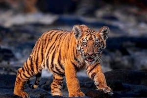 Riserva delle Tigri di Sariska: Trasferimento Safari nella giungla in zingari e canterini