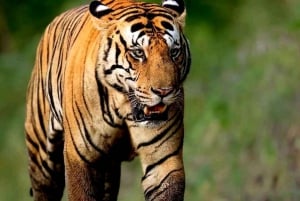 Riserva delle Tigri di Sariska: Trasferimento Safari nella giungla in zingari e canterini