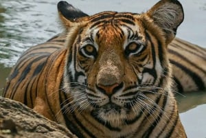 Riserva delle Tigri di Sariska: Trasferimento Safari nella giungla in zingari e canterini