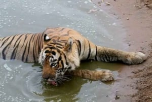 Riserva delle Tigri di Sariska: Trasferimento Safari nella giungla in zingari e canterini