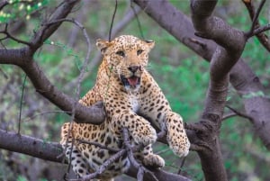 Skip The Line : Nahargarh Biological Park Tour, Jaipur