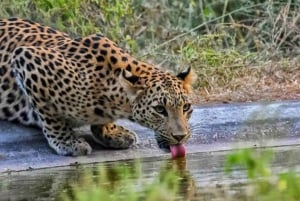 Skip The Line : Nahargarh Biological Park Tour, Jaipur