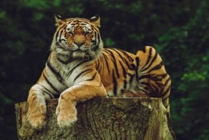 Skip The Line : Nahargarh Biological Park Tour, Jaipur