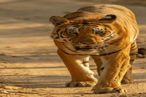 Skip The Line : Nahargarh Biological Park Tour, Jaipur
