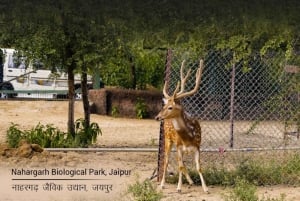 Skip The Line : Nahargarh Biological Park Tour, Jaipur