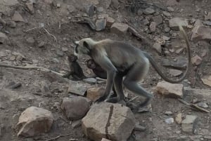 Jaipurin temppelikierros köysirata-ajelulla