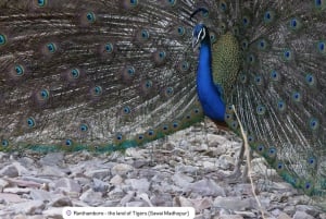 Ainutlaatuinen Jaipur & Heritage Pink City Yksityinen kokopäiväretki