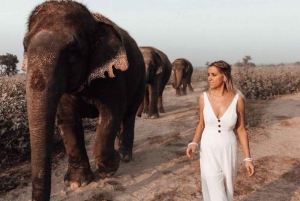 Wildlife SOS Elephant Sanctuary & Taj Mahal Tour from Delhi