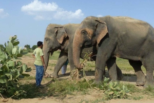 Wildlife SOS Elephant Sanctuary & Taj Mahal Tour из Дели