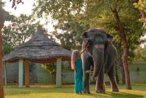 Wildlife SOS Elephant Sanctuary & Taj Mahal Tour из Дели