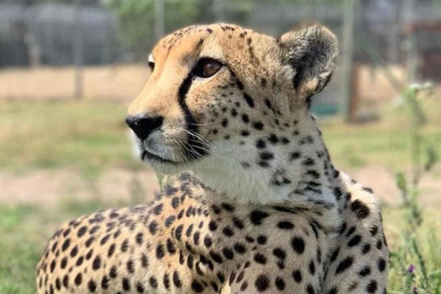 Cheetah Outreach og en prisbelønt heldagstur til Winelands