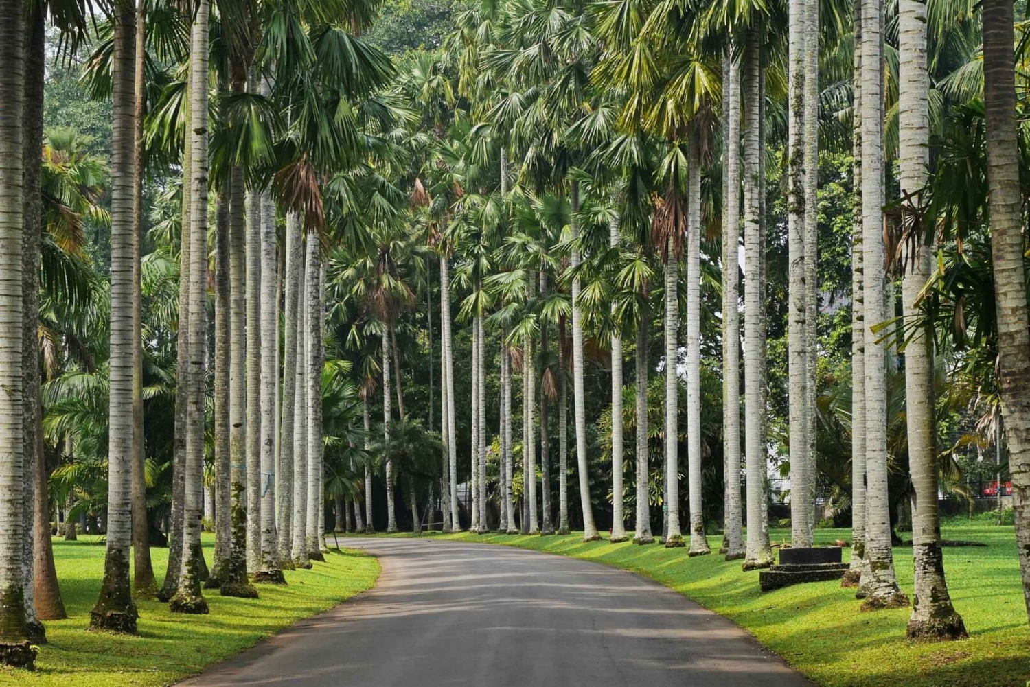 FROM BANDUNG : TEA PLANTATION/BOTANICAL GARDEN/JAKARTA