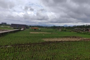From Jakarta : Bogor Botanical Garden and Rice Fields Tour