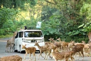 Von Jakarta aus: Safari Park, Wasserfall und Teeplantage erkunden