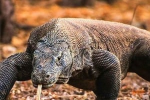 ジャカルタ発：サファリパーク、滝、茶畑を探索