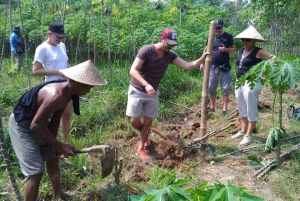 From Jakarta or Bali: Yogyakarta, Java Bali Higlight Tour