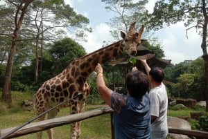 From Jakarta Private Taman Safari Day Tour