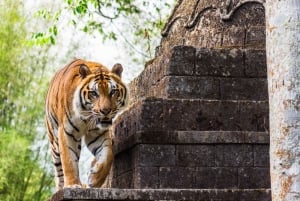 Vanuit Jakarta: Safaripark, theeplantage en Jaksa-waterval