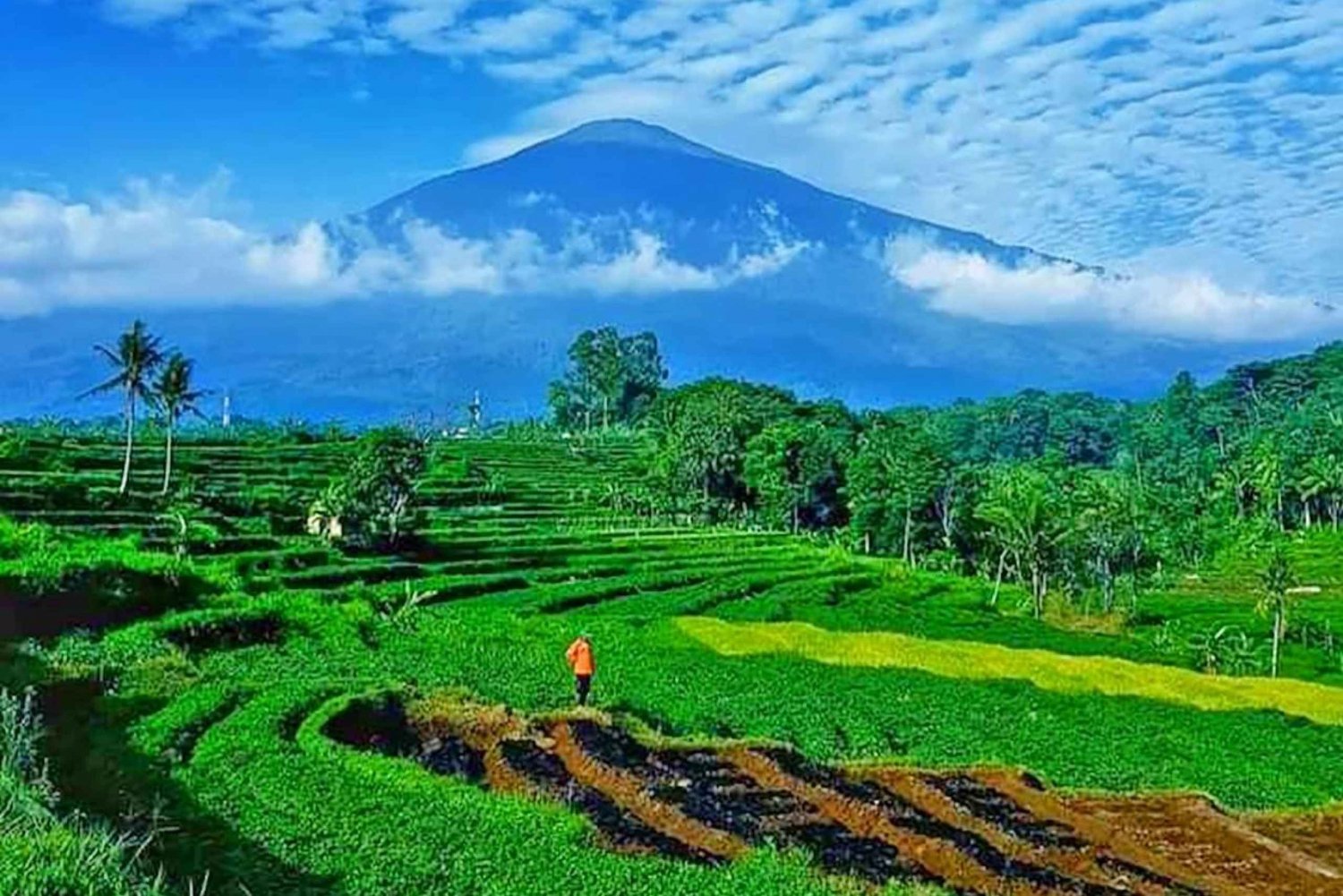 From Jakarta : Volcano, Tea & Rice Fields, Hot Spring
