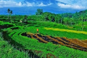 Fra Jakarta : Vulkan, te- og rismarker, varme kilder