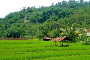 Jakarta: Bogorin kasvitieteellinen puutarha, Mountain Springs&Rice Field.