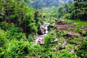 Jakarta: Bogor botaniske hage, fjellkilder og risfelt