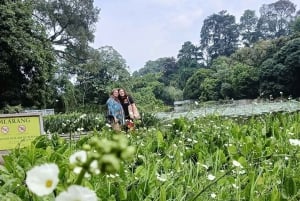 Botanische tuin Jakarta Bogor, rijstterras en waterval