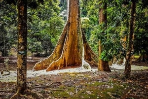 Botanische tuin Jakarta Bogor, rijstterras en waterval