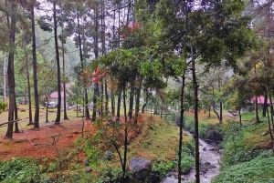 Botanische tuin Jakarta Bogor, rijstterras en waterval