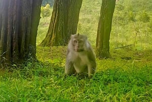 Botanische tuin Jakarta Bogor, rijstterras en waterval