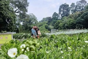 Jakarta Bogor Botaniska trädgård, vattenfall och risterrass