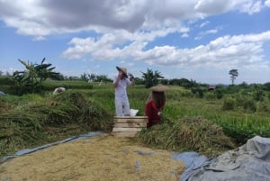 Jakarta : Omvisning i botanisk hage, fossefall og rismarker
