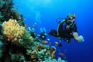 Jakarta: Diving at Thousand Islands Marine Park Day Trip