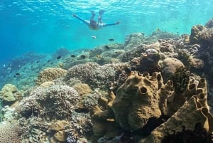 Jakarta: Diving at Thousand Islands Marine Park Day Trip