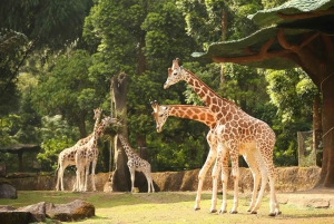 Tour privato di Giacarta: parco safari, piante di tè e cascate